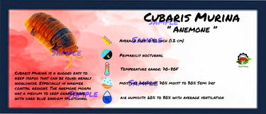 Cubaris Murina Anemone Isopod Bin Label